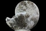 Polished Ammonite Fossil on Stone - Morocco #67424-1